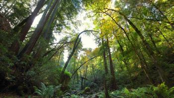 Looking upward towards a canopy of redwood trees stretching up to the sky. Ferns and dark plants grow on the forest floor.