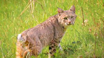 Bobcat walking away from the camera through green grass, turning its head to look behind it straight at the camera.