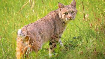 Bobcat walking away from the camera through green grass, turning its head to look behind it straight at the camera.