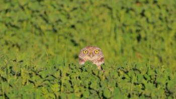 A brown and white spotted burrowing owl with bright yellow eyes pops its head over a lush green field of clover, staring directly at the camera