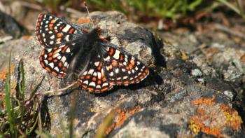 A small butterfly with black, orange, yellow and white checkered spots sits with its wings spread open on a gray rock covered with orange lichen