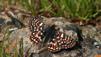 A small butterfly with black, orange, yellow and white checkered spots sits with its wings spread open on a gray rock covered with orange lichen