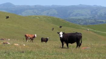 A black and white cow stands looking at the camera on a grassy field, behind it are several more black and brown cows grazing on green hillsides. Green mountains are in the distance.