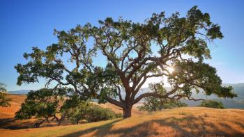 Large oak tree with huge branches covered in green leaves sits on top of a hill covered in golden grass in front of a blue sky and sun that is shining through its branches