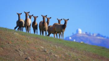 A herd of 8 brown tule elk stand on a green hillside staring at the camera. Behind them and out of focus is the white Lick Observatory on top of a far-away hill.