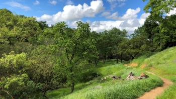 A dirt trail leads through lush green grass and into a woodland of oak trees, under a bright blue sky with fluffy clouds.