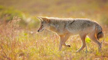 A coyote in profile walks through a field full of green and golden grass, looking down