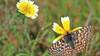 A medium-sized butterfly with black, orange, yellow and white checkered spots, sits on a white and yellow wildflower with its wings spread