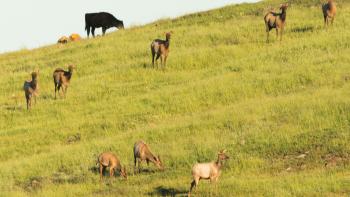 Eight brown elk and one black cow grazing on a bright green hillside with some yellow wildflowers