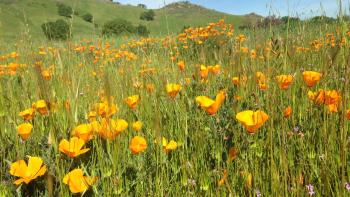 A field of yellow and orange California poppies growing amongst tall grass, with green hills and a blue sky in the background