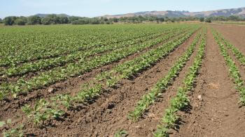 Rows of green leafy crops in a dirt field with a row of trees far in the horizon and hills behind them. The sky is light blue.