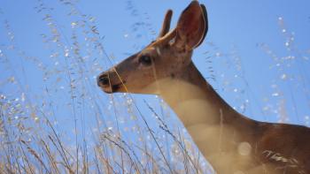 A deer in profile looking towards the left with tall golden grasses surrounding it and a blue sky behind