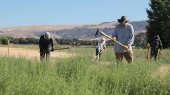 A group of volunteers wearing hats and yellow field gloves work in a field full of tall green invasive plants, holding field hoes to remove the plants