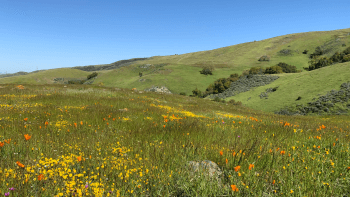 A green grassy hillside with yellow and orange wildflowers, beyond are more green hills under a clear blue sky