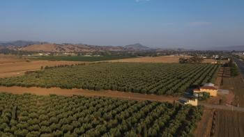 An aerial view of rows of olive trees making up an orchard next to a tan and terra cotta building, with brown fields in the distance and golden hills far on the horizon