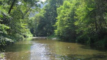 A wide creek flows through a lush forest of leafy green trees, casting shadows on the water's surface