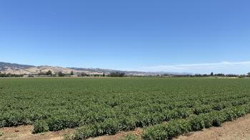 Rows of short green crops stretching out towards the horizon where there are dark trees, buildings, and rolling golden hills beyond, under a clear blue sky