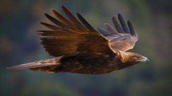 Close-up image of a golden eagle flying with brown wings outstretched and an out-of-focus green background