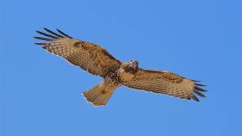 A red-tailed hawk flying against a bright blue sky background, with its beak open in a call.