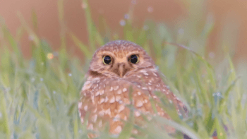 brown and white specked burrowing owl surrounded by long green grass against a light brown background