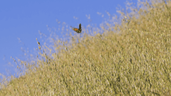 single monarch butterfly hovering just above dried grasses against a blue sky