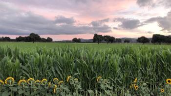 A cornfield full of tall green crops with a row of sunflowers in the foreground, under a pink cloudy sunrise