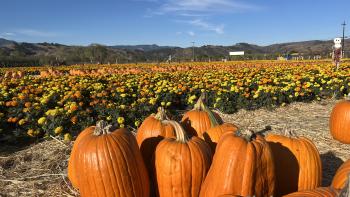 A pile of pumpkins in front of a field of yellow and orange marigold flowers under a blue sky