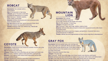 A infographic with the title "Protect & Respect Cats & Canines," and cut-out photos of a bobcat, mountain lion, coyote, and gray fox.