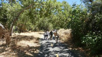 A group of people walks along a paved pathway beneath the dappled shade of sycamore trees, through golden grass