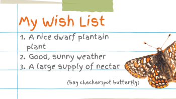 Wildlife Holiday Wish List: Bay checkerspot butterfly