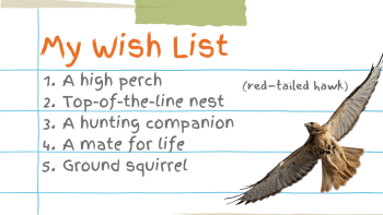 Wildlife Holiday Wish List: Red-tailed hawk