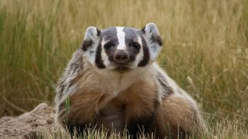 An American badger with a white and black striped head looks up towards the camera, in front of gold and green grass and a pile of dirt