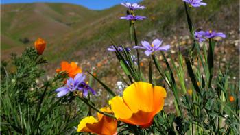 Poppies and blue eyed grass grow in front of a green hillside