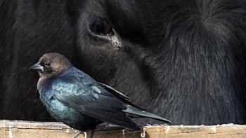 A Brown-headed cowbird stands on a wood fence in front of a black cow