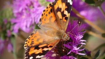 A butterfly sits on a pink flower at Furtado Barn