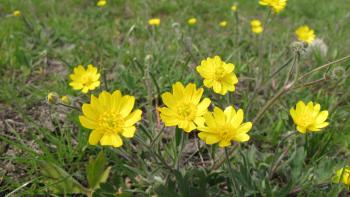 A handful of yellow buttercup flowers in a field of grass