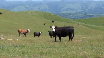 Cattle grazing among green picturesque hills