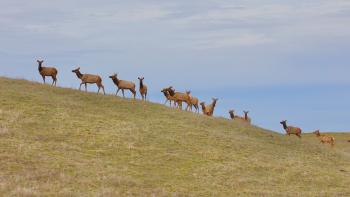 Tule elk walk up a green and golden hill