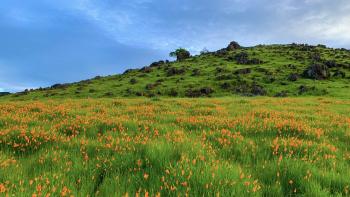 Looking up at a hillside covered in vibrant green grass, dark rocks, and hundreds of bright orange California poppies, under a blue sky