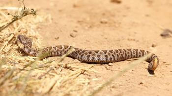 A tan colored rattlesnake with brown diamond patterns slithers across a dusty trail