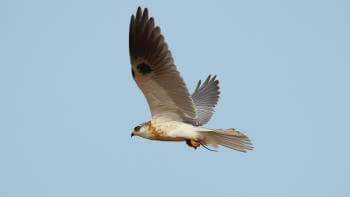 A White tailed kite at Coyote Valley Open Space Preserve soars through a blue sky.