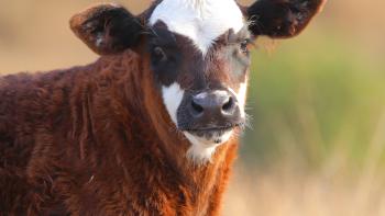 A reddish-brown calf with a white and black face looks up at the camera in front of a blurry tan and green background