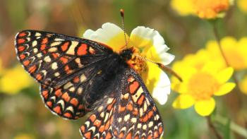 A Bay checkerspot butterfly sits with its wings open upon a flower with yellow flowers in the background