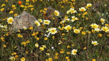 A field of tidy tips surround a small rock