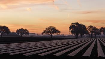 Row crops line a dirt area with trees and a sunset in the background