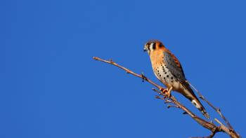 An American kestrel sits atop a branch with a blue sky in the background