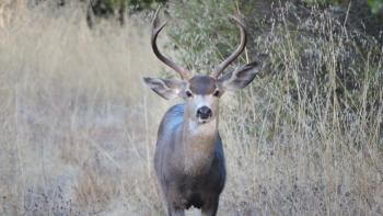 A male deer stares at the camera surrounded by dried grass