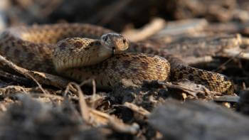 A coiled-up tan and brown snake raises up its head and looks at the camera with its black tongue sticking out