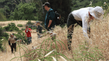 Native milkweed sits at the foreground while volunteers work on restoration efforts in the background