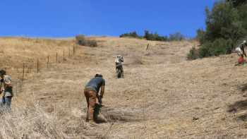 Volunteers work to remove invasive weeds at Furtado Barn